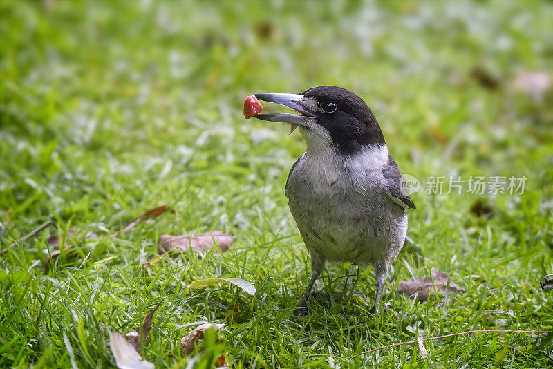 灰伯劳鸟(Cracticus torquatus)